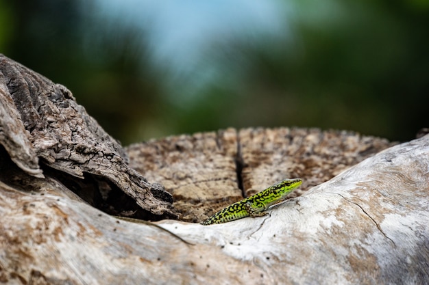 Free Photo closeup shot of a green lizard on a stone