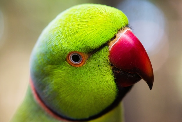 Free Photo closeup shot of a green lovebird with blurred background