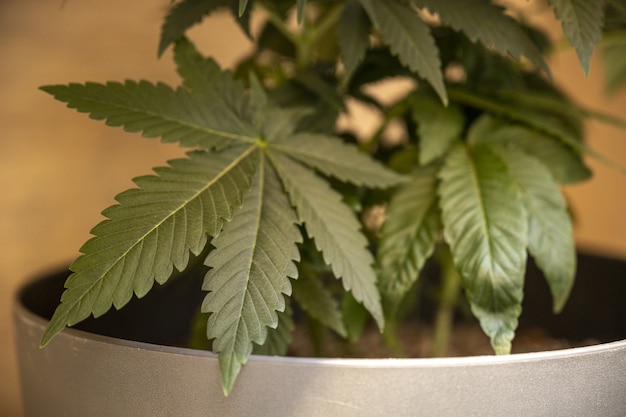 Closeup shot of a green marijuana plant in a white pot