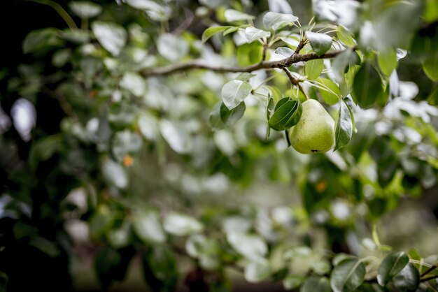 Closeup shot of a green pear attached to a branch with a blurred background