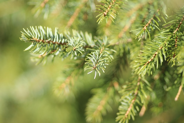 Free Photo closeup shot of green pine tree needles with a blurred