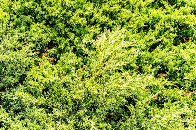 Free Photo closeup shot of green pine trees