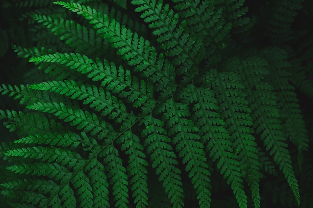 Closeup shot of a green pinnate leaf.