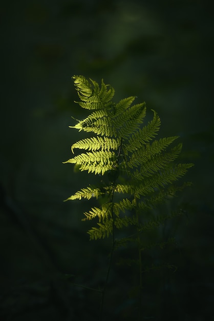 Free photo closeup shot of a green plant branch with a blurred dark