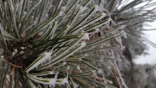 Free photo closeup shot of a green plant covered with white frost