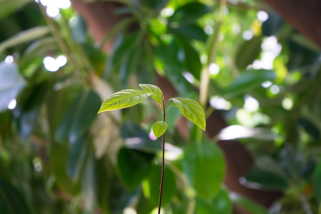 Closeup shot of green plant leaves isolated