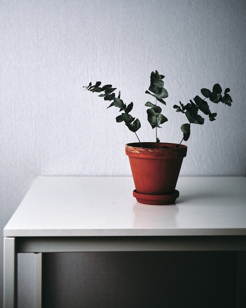 Closeup shot of a green plant on a white table at home