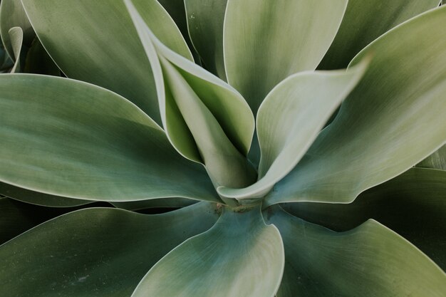 Closeup shot of a green plant with large leaves - perfect for wallpaper