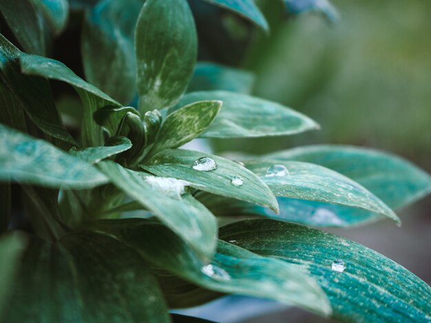 Closeup shot of the green plant with waterdrops on the leaves in the park