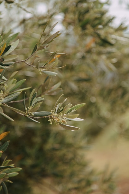 Closeup shot of a green plant