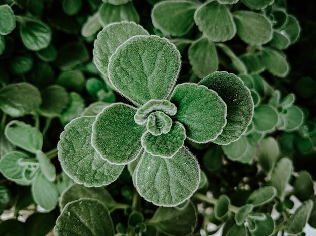 Free Photo closeup shot of green plants in a garden covered with dewdrops