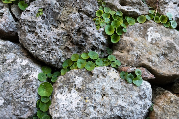 Closeup shot of green plants growing in between big rocks