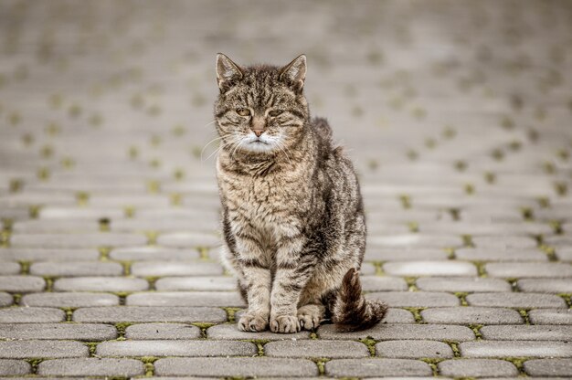 Closeup shot of a grey cat on a tiled road