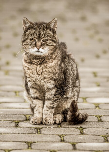 Closeup shot of a grey cat on a tiled road