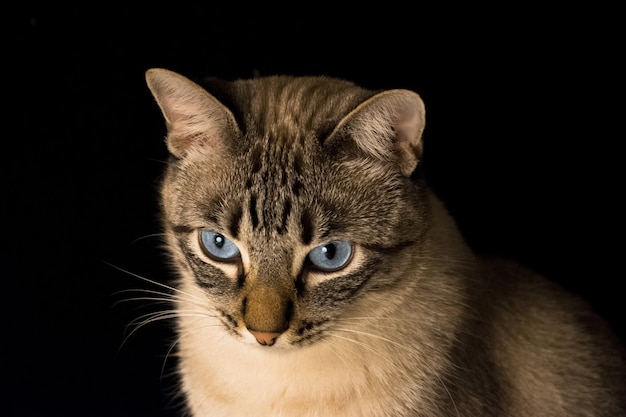 Free photo closeup shot of a grey cat with blue eyes on a black background