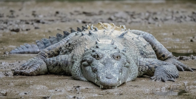 Free Photo closeup shot of a grey crocodile lying on mud during daytime