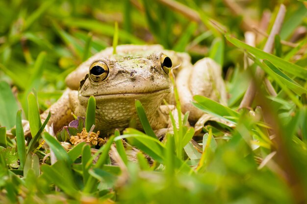 Closeup shot of a grey frog surrounded by grass