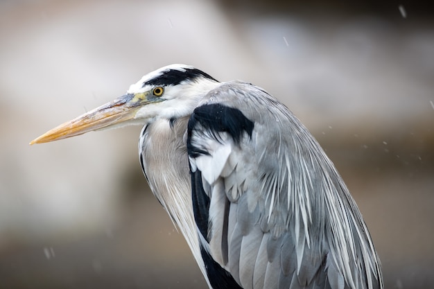 Closeup shot of a grey heron