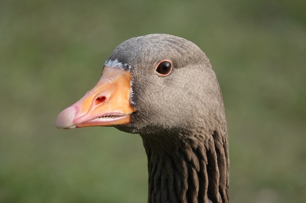 Closeup shot of a greylag goose