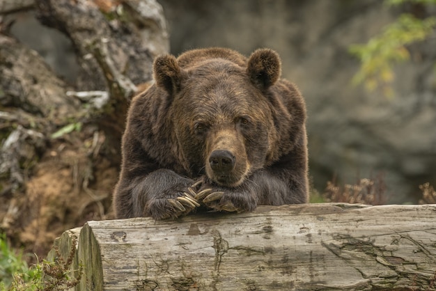 Closeup shot of a grizzly bear laying on a tree