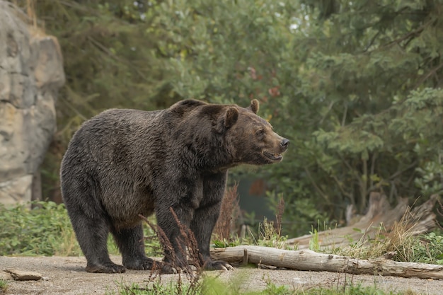 Closeup shot of a grizzly bear smiling with a blurred forest