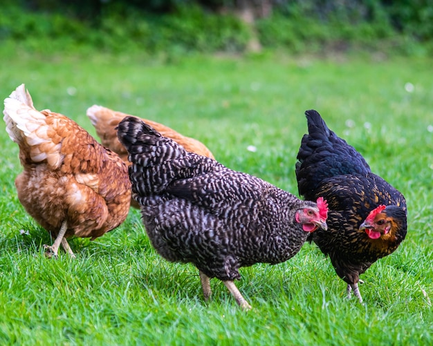 Free photo closeup shot of a group of chickens grazing on a field