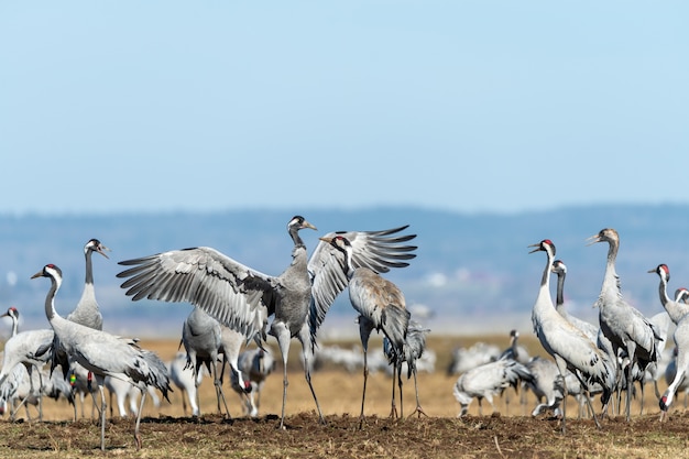 Free photo closeup shot of a group of cranes in the field