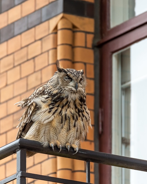 Free photo closeup shot of a grumpy great grey owl perched on a metal railing