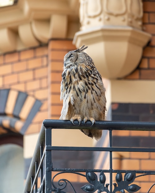 Free Photo closeup shot of a grumpy great grey owl perched on a metal railing