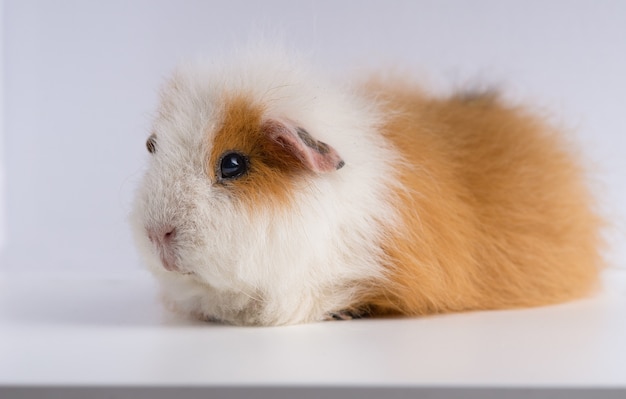 Free Photo closeup shot of guinea pig isolated on a white background