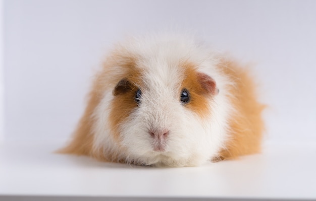 Free Photo closeup shot of guinea pig isolated on a white background