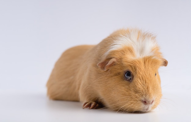 Free Photo closeup shot of guinea pig isolated on a white surface