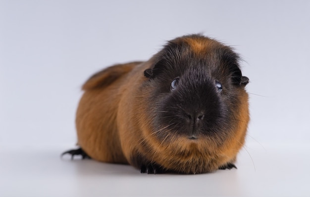 Free Photo closeup shot of guinea pig isolated on a white surface