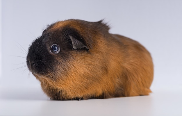 Free photo closeup shot of guinea pig isolated on a white surface