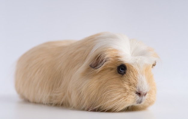 Closeup shot of guinea pig isolated on white table