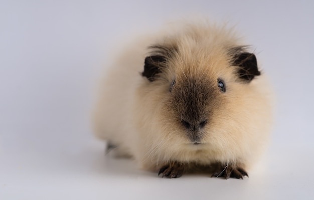 Free Photo closeup shot of guinea pig isolated on a white wall