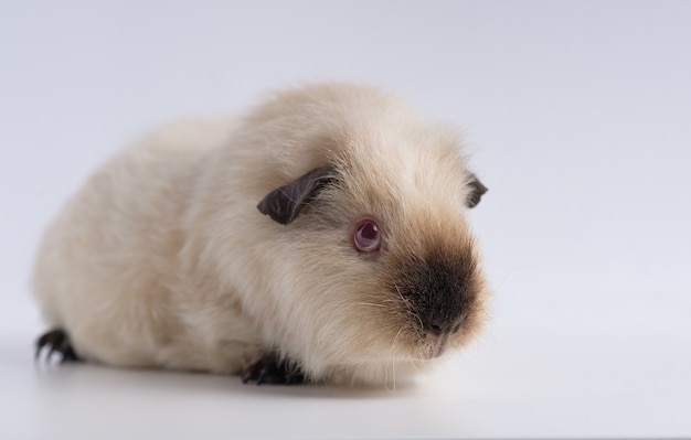 Free Photo closeup shot of guinea pig isolated on a white wall