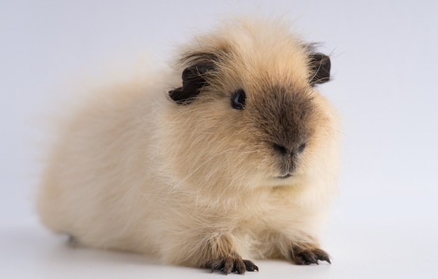 Free Photo closeup shot of guinea pig isolated on a white