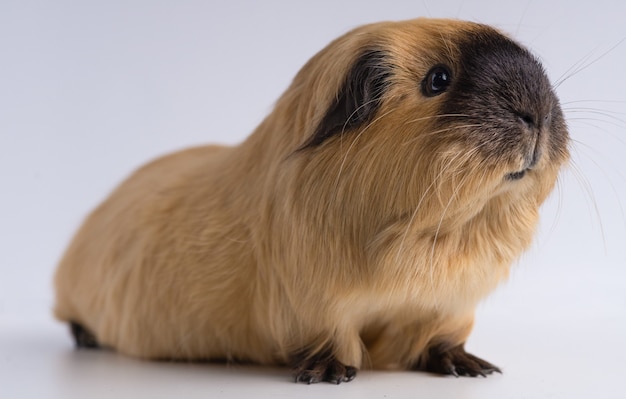 Closeup shot of guinea pig isolated on a white