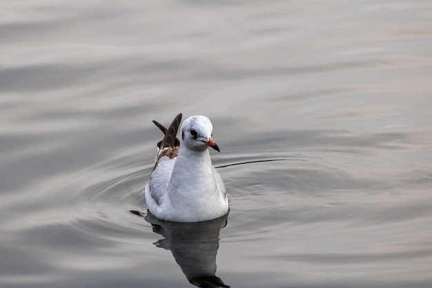 Free photo closeup shot of a gull gracefully swimming in the lake