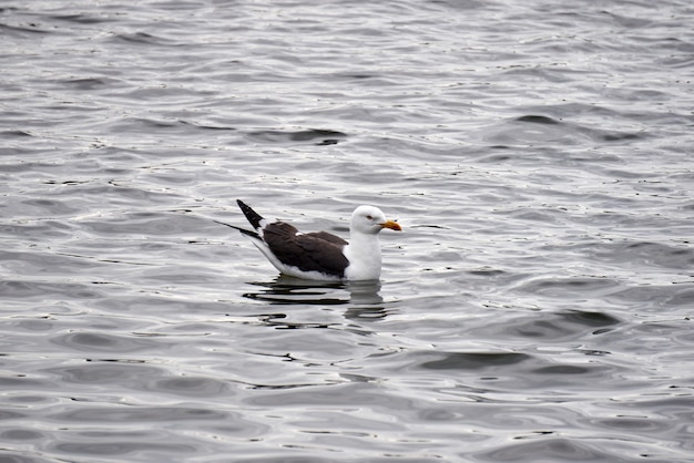 Free photo closeup shot of a gull