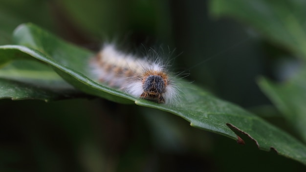 Closeup shot of a hairy caterpillar on a green leaf