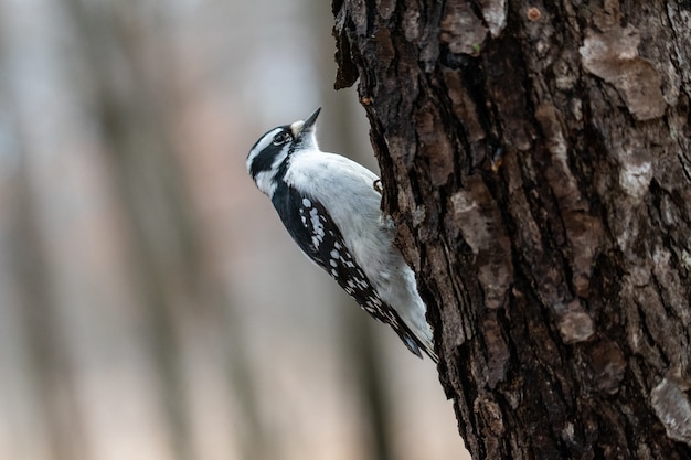 Closeup shot of a Hairy woodpecker on a tree