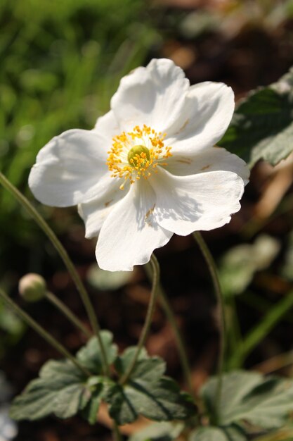 Closeup shot of a harvest anemone flower