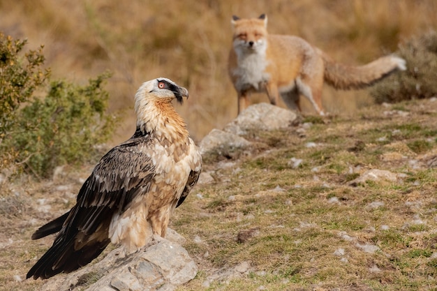 Closeup shot of a hawk next to the fox over the rocky landscape