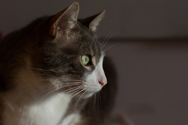 Closeup shot of the head of a black and white cat with green eyes