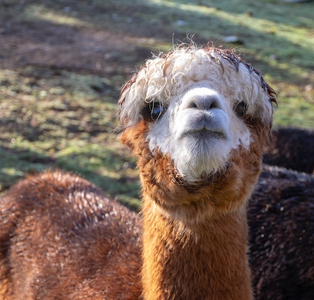 Free photo closeup shot of the head of a cute brown lama standing in the field