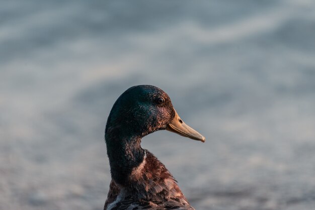 Closeup shot of the head of a cute duck