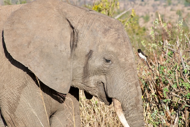 Free Photo closeup shot of the head of a cute elephant in the wilderness