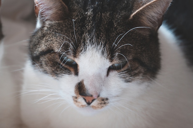 Closeup shot of the head of a cute white and grey cat with green eyes